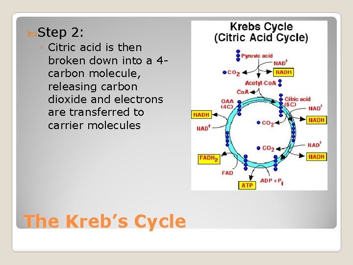  Step 2: ◦ Citric acid is then broken down into a 4 carbon