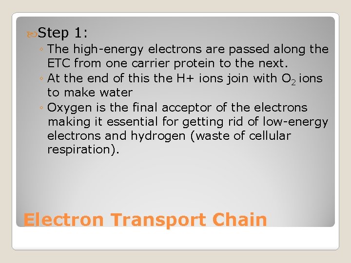  Step 1: ◦ The high-energy electrons are passed along the ETC from one