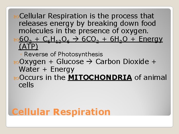  Cellular Respiration is the process that releases energy by breaking down food molecules