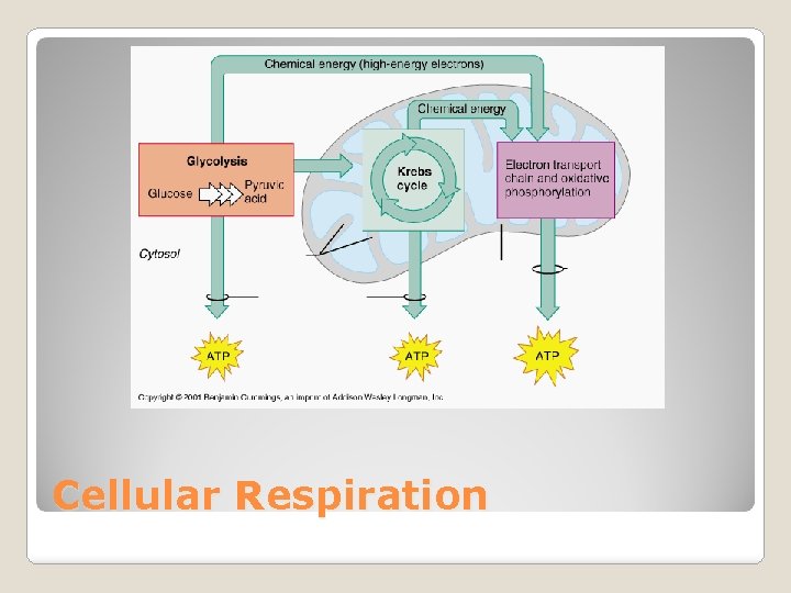 Cellular Respiration 