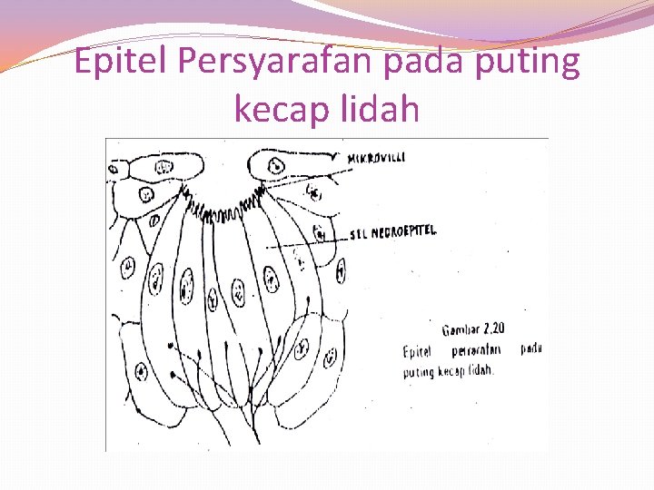 Epitel Persyarafan pada puting kecap lidah 