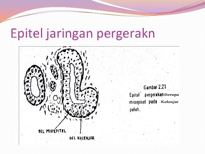 Epitel jaringan pergerakn 