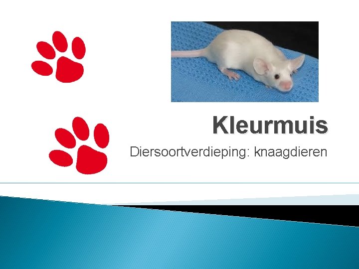 Kleurmuis Diersoortverdieping: knaagdieren 