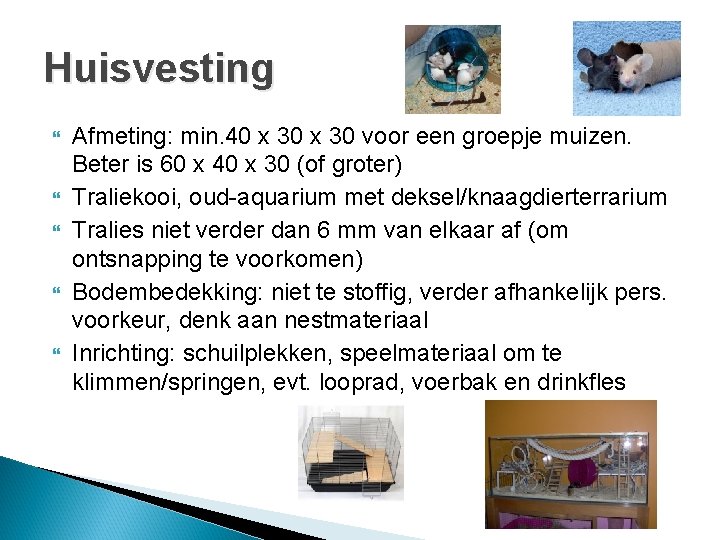 Huisvesting Afmeting: min. 40 x 30 voor een groepje muizen. Beter is 60 x