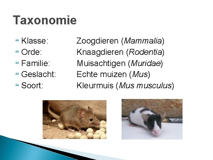 Taxonomie Klasse: Orde: Familie: Geslacht: Soort: Zoogdieren (Mammalia) Knaagdieren (Rodentia) Muisachtigen (Muridae) Echte muizen