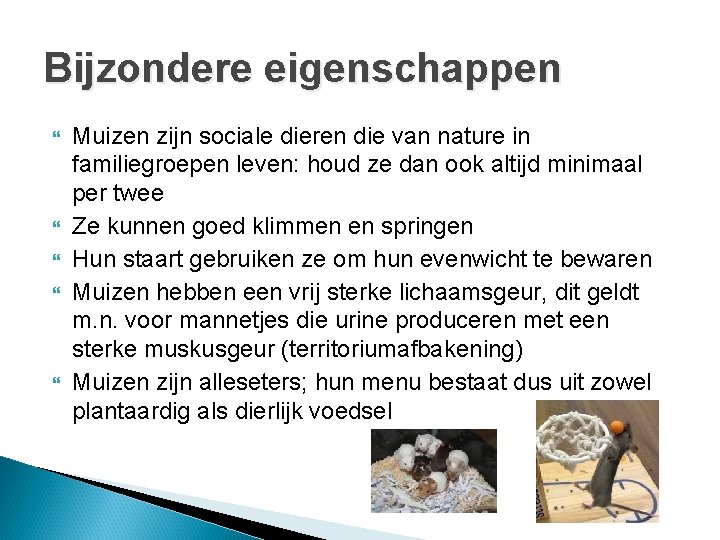 Bijzondere eigenschappen Muizen zijn sociale dieren die van nature in familiegroepen leven: houd ze