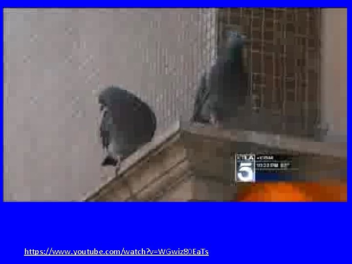 https: //www. youtube. com/watch? v=WGwiz 80 Ea. Ts 