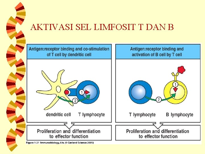 AKTIVASI SEL LIMFOSIT T DAN B 