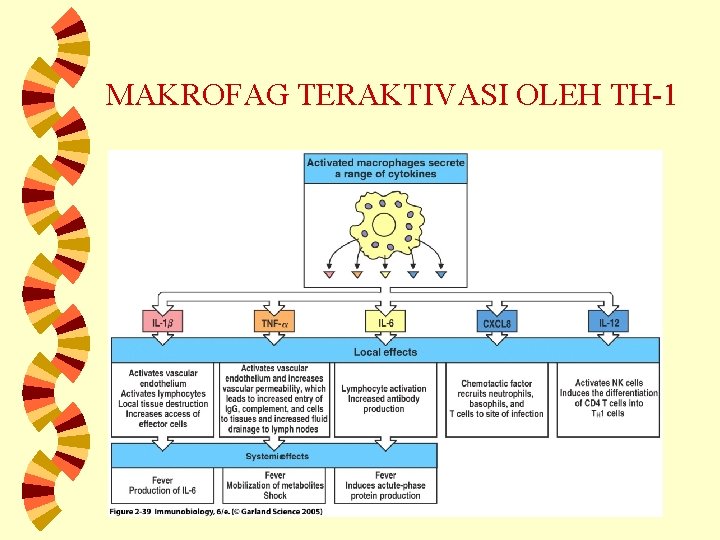 MAKROFAG TERAKTIVASI OLEH TH-1 
