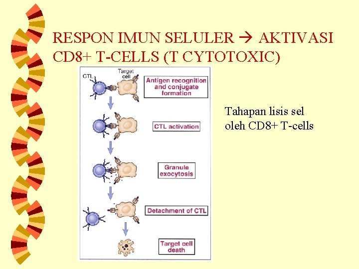 RESPON IMUN SELULER AKTIVASI CD 8+ T-CELLS (T CYTOTOXIC) Tahapan lisis sel oleh CD