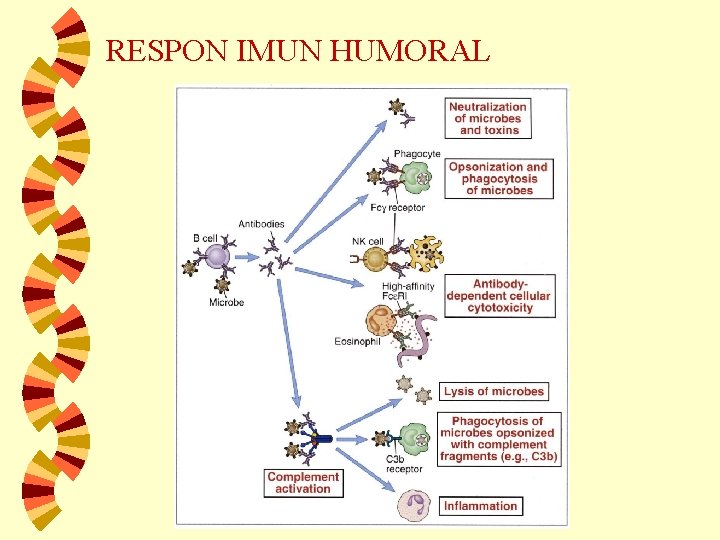 RESPON IMUN HUMORAL 