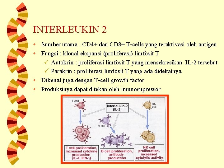 INTERLEUKIN 2 Sumber utama : CD 4+ dan CD 8+ T-cells yang teraktivasi oleh