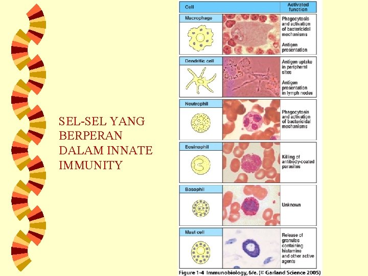 SEL-SEL YANG BERPERAN DALAM INNATE IMMUNITY 