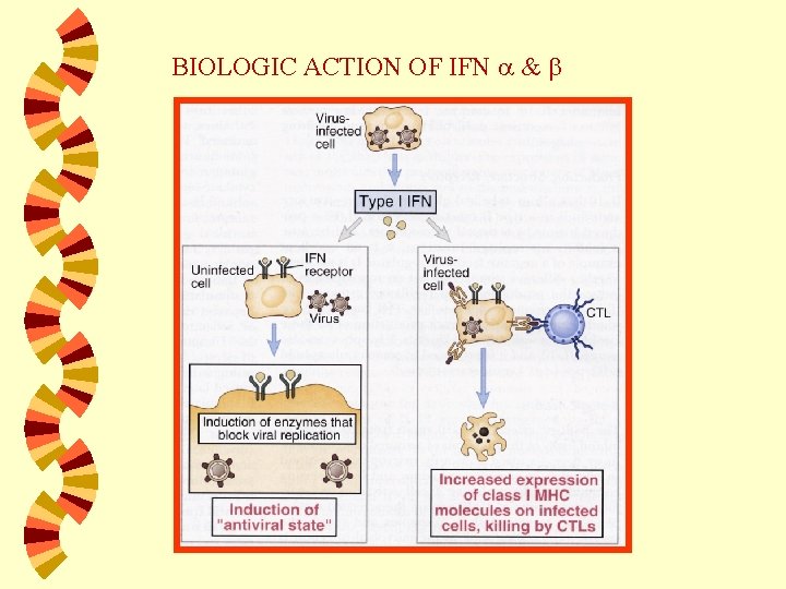 BIOLOGIC ACTION OF IFN & 