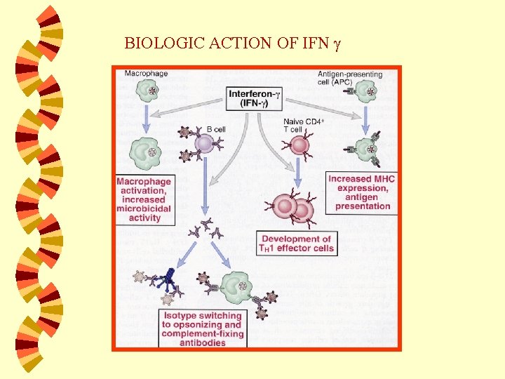 BIOLOGIC ACTION OF IFN 