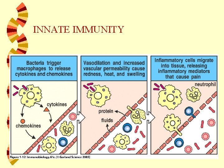 INNATE IMMUNITY 