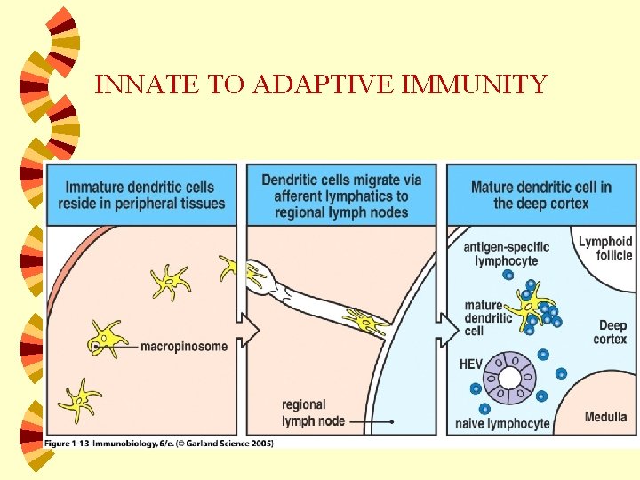 INNATE TO ADAPTIVE IMMUNITY 