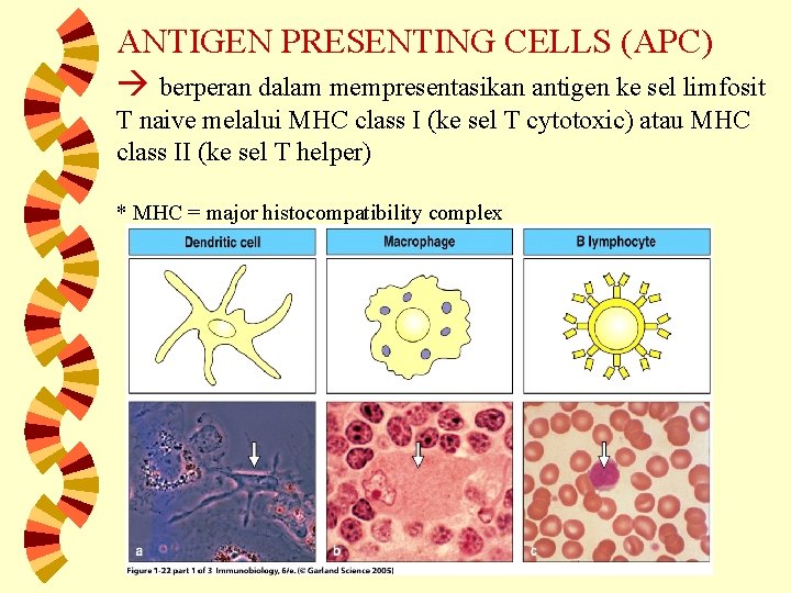 ANTIGEN PRESENTING CELLS (APC) berperan dalam mempresentasikan antigen ke sel limfosit T naive melalui