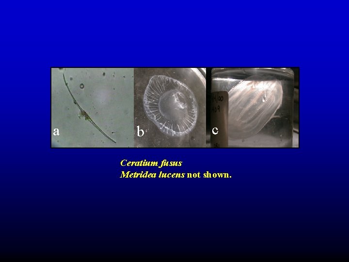 a b c Ceratium fusus Metridea lucens not shown. a b c Ceratium fusus Metridea lucens not shown.