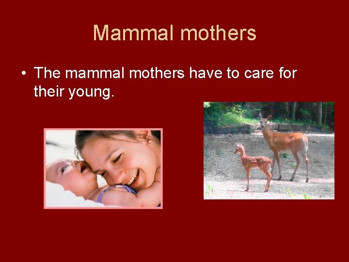 Mammal mothers • The mammal mothers have to care for their young. 