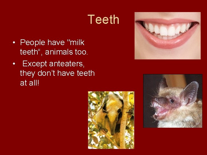 Teeth • People have "milk teeth“, animals too. • Except anteaters, they don’t have