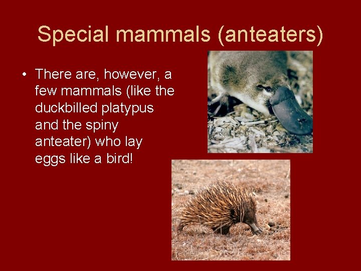 Special mammals (anteaters) • There are, however, a few mammals (like the duckbilled platypus