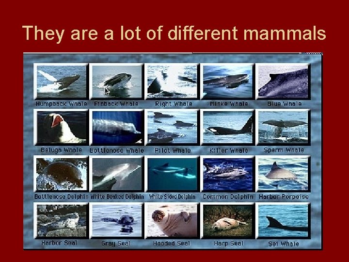 They are a lot of different mammals 