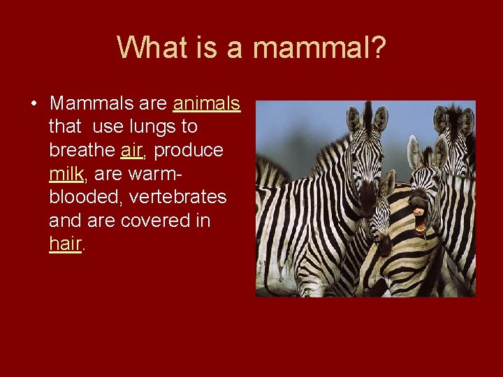 What is a mammal? • Mammals are animals that use lungs to breathe air,