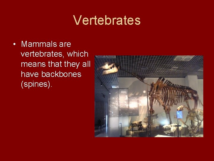 Vertebrates • Mammals are vertebrates, which means that they all have backbones (spines). 