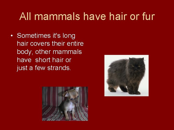 All mammals have hair or fur • Sometimes it's long hair covers their entire