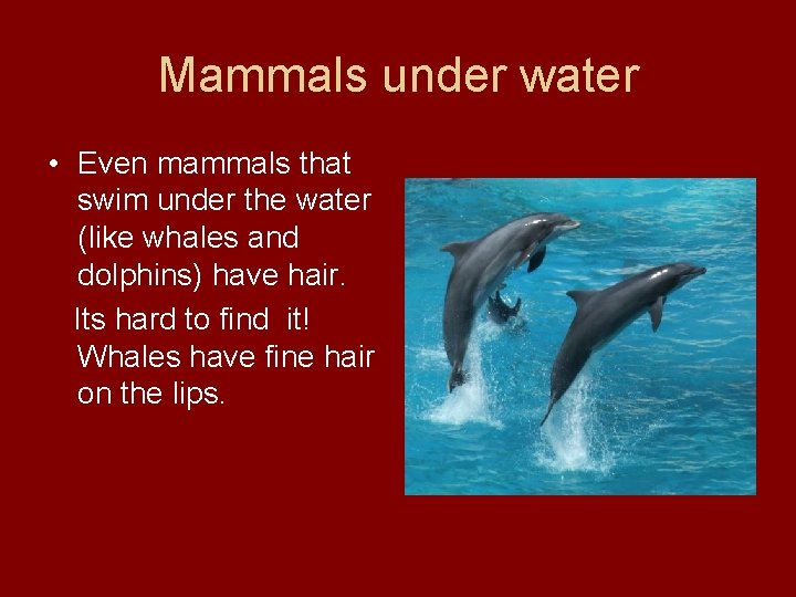 Mammals under water • Even mammals that swim under the water (like whales and