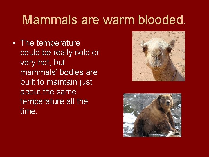 Mammals are warm blooded. • The temperature could be really cold or very hot,