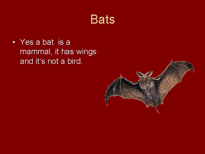 Bats • Yes a bat is a mammal, it has wings and it’s not