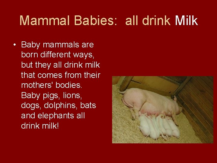 Mammal Babies: all drink Milk • Baby mammals are born different ways, but they