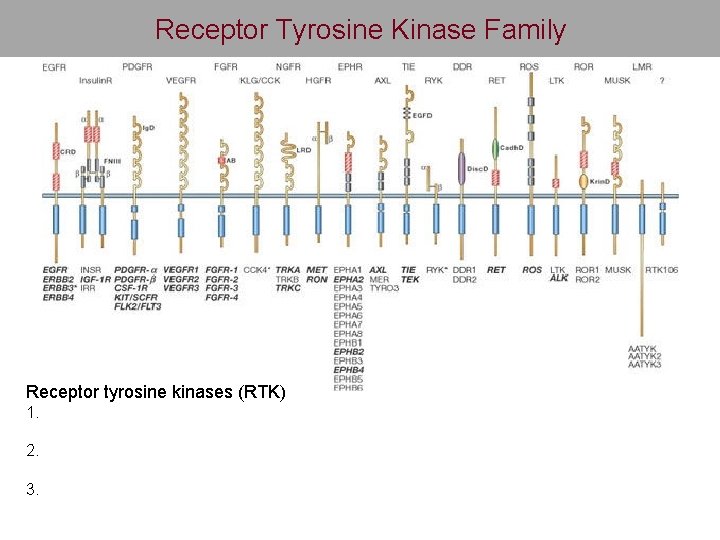 Receptor Tyrosine Kinase Family Receptor tyrosine kinases (RTK) 1. 2. 3. 