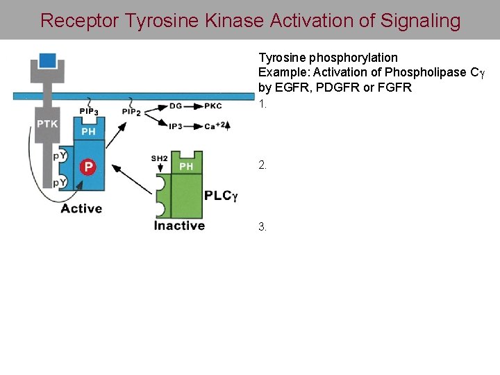 Receptor Tyrosine Kinase Activation of Signaling Tyrosine phosphorylation Example: Activation of Phospholipase Cg by