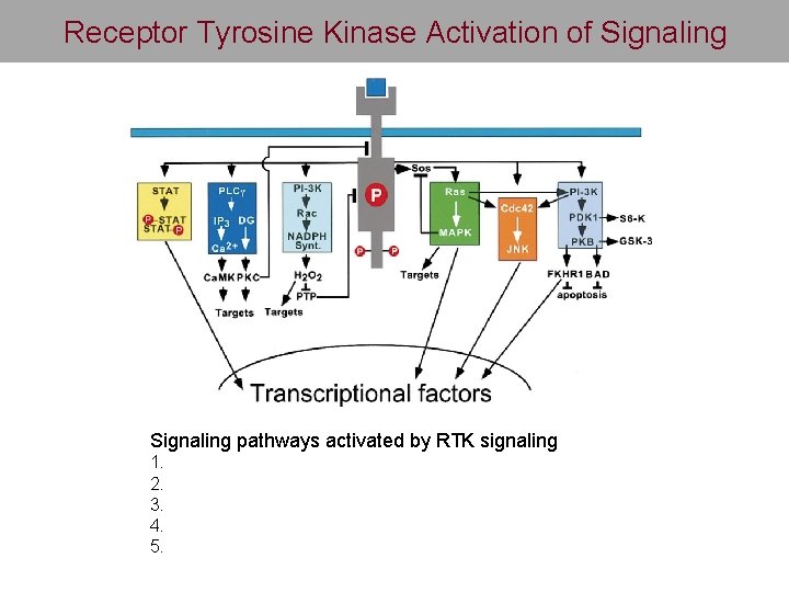 Receptor Tyrosine Kinase Activation of Signaling pathways activated by RTK signaling 1. 2. 3.