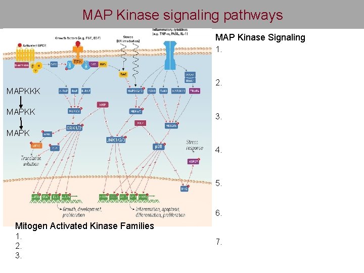 MAP Kinase signaling pathways MAP Kinase Signaling 1. MAPKKK MAPKK 2. 3. MAPK 4.