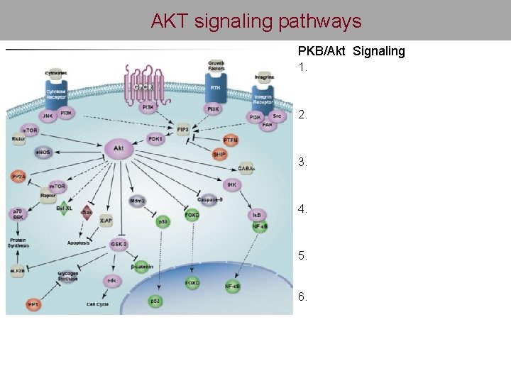 AKT signaling pathways PKB/Akt Signaling 1. 2. 3. 4. 5. 6. 
