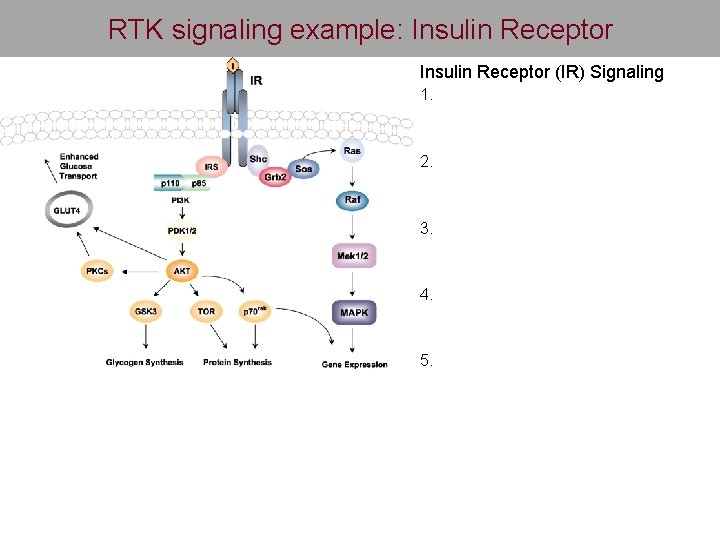 RTK signaling example: Insulin Receptor (IR) Signaling 1. 2. 3. 4. 5. 