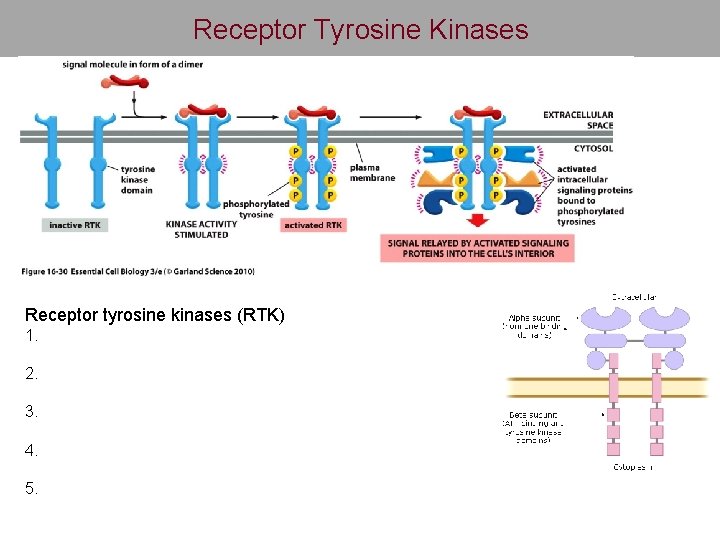 Receptor Tyrosine Kinases Receptor tyrosine kinases (RTK) 1. 2. 3. 4. 5. 