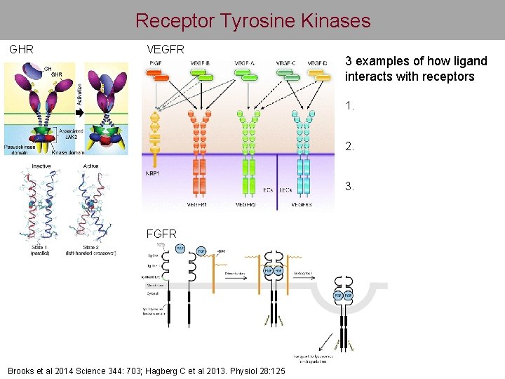 Receptor Tyrosine Kinases GHR VEGFR 3 examples of how ligand interacts with receptors 1.