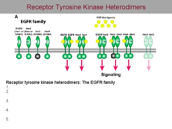 Receptor Tyrosine Kinase Heterodimers Receptor tyrosine kinase heterodimers: The EGFR family 1. 2. 3.