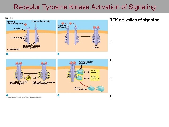 Receptor Tyrosine Kinase Activation of Signaling RTK activation of signaling 1. 2. 3. 4.