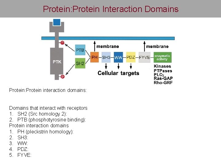 Protein: Protein Interaction Domains Protein: Protein interaction domains: Domains that interact with receptors 1.