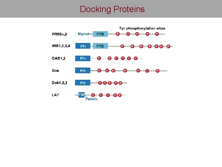 Docking Proteins 