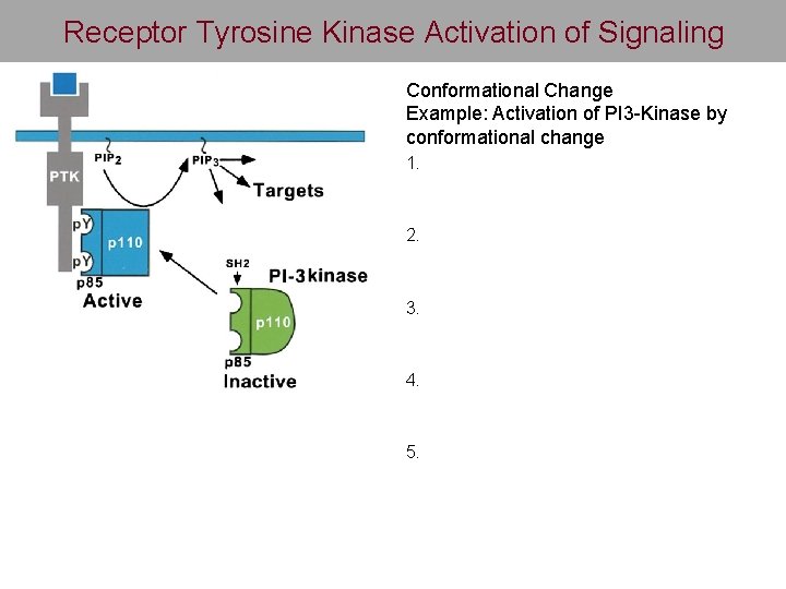 Receptor Tyrosine Kinase Activation of Signaling Conformational Change Example: Activation of PI 3 -Kinase