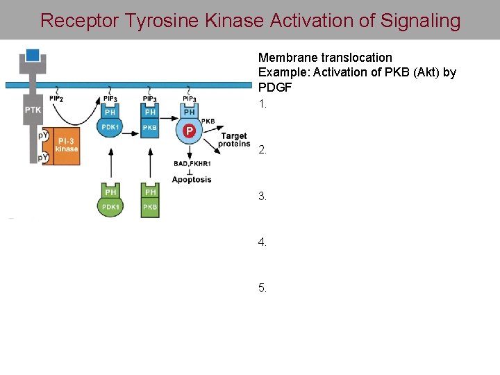 Receptor Tyrosine Kinase Activation of Signaling Membrane translocation Example: Activation of PKB (Akt) by