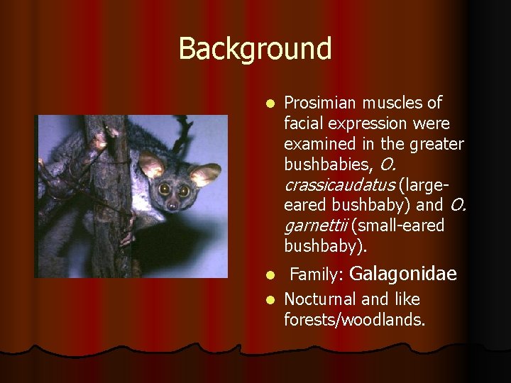 Background l Prosimian muscles of facial expression were examined in the greater bushbabies, O.
