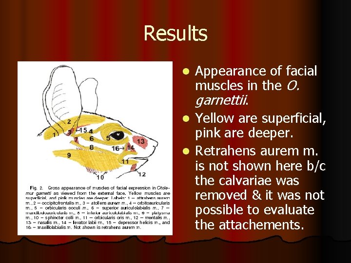 Results Appearance of facial muscles in the O. garnettii. l Yellow are superficial, pink